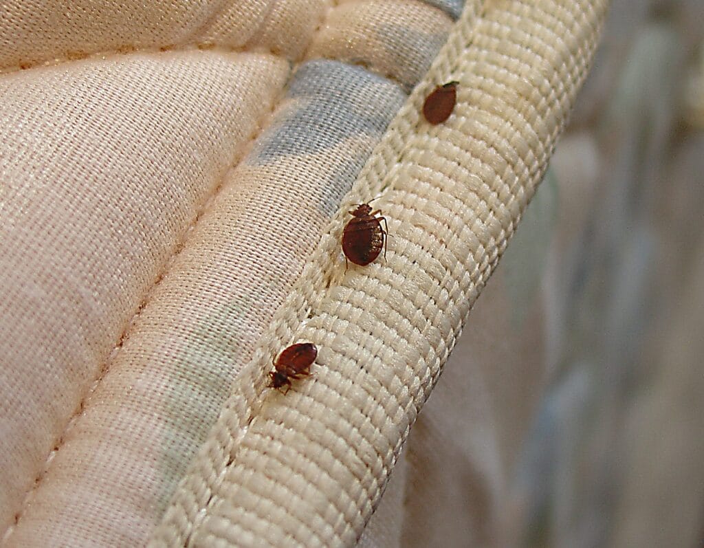 NEW MATTRESS WITH BED BUGS
