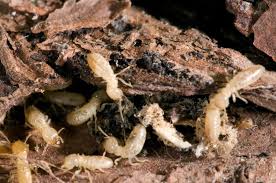 Termite Picture