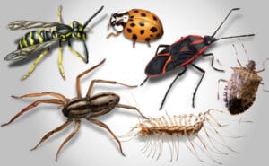 Pest Control Services Flint, Texas