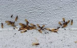 Expert Pest Control in Longview, Texas