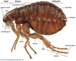 Commercial Pest Control Service Near Me